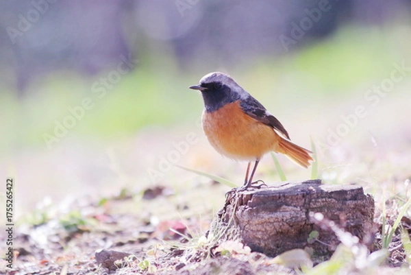 Fototapeta 地面に降りたジョウビタキ