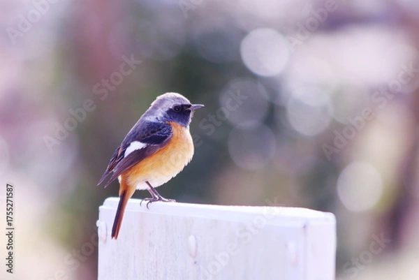 Fototapeta 杭に止まるジョウビタキ