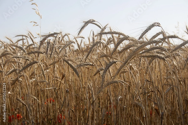 Obraz Wheat