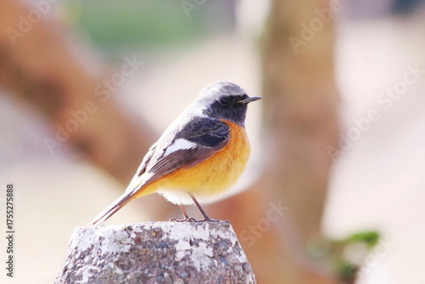 Fototapeta 杭に止まるジョウビタキ