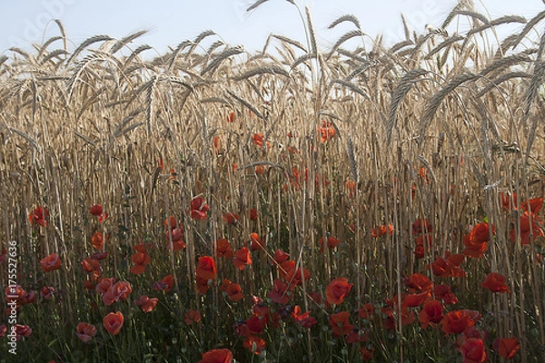 Obraz Wheat and poppies