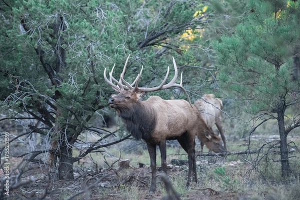 Fototapeta animal, wildlife, mammal, nature, wild, grass, forest, brown, green, trees, animals, outdoors, woods, cow, female, elk, adult, wilderness, trees, pine, 