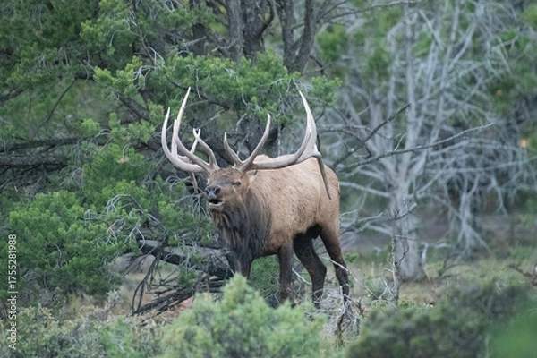 Fototapeta animal, wildlife, mammal, nature, wild, grass, forest, brown, green, trees, animals, outdoors, woods, cow, female, elk, adult, wilderness, trees, pine, 