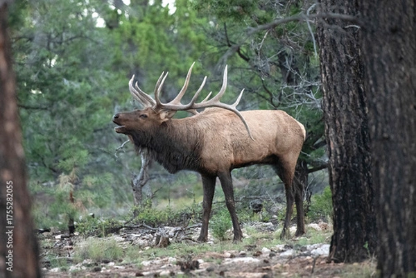 Fototapeta animal, wildlife, mammal, nature, wild, grass, forest, brown, green, trees, animals, outdoors, woods, cow, female, elk, adult, wilderness, trees, pine, 
