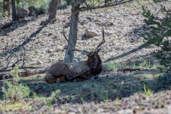Fototapeta animal, wildlife, mammal, nature, wild, grass, forest, brown, green, trees, animals, outdoors, woods, cow, female, elk, adult, wilderness, trees, pine, 