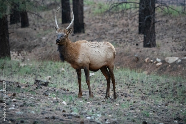 Fototapeta young male bull Spike in timber area of northern Arizona 