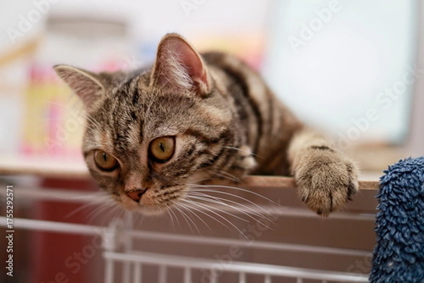 Obraz A cat watching its prey