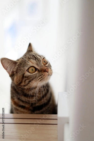 Obraz Cat looking up