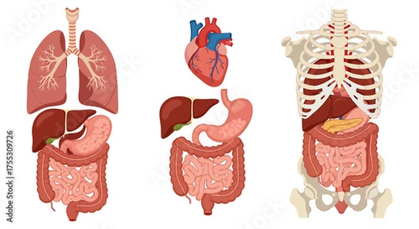 Fototapeta Anatomical illustration showing human internal organs: lungs, heart, liver, stomach, intestines, and skeleton.