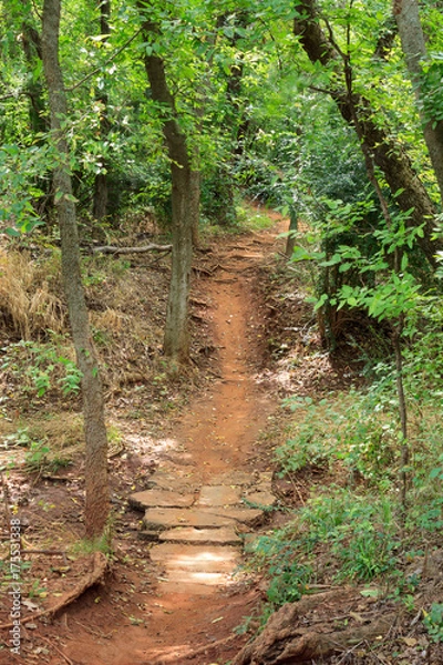 Fototapeta A Path in the Wilderness