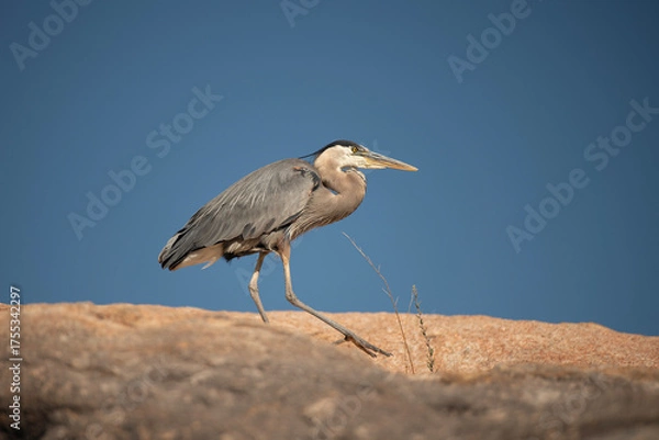 Fototapeta Great Blue Herons