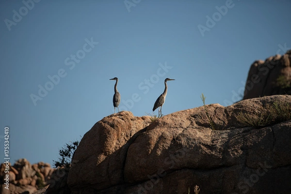 Fototapeta Great Blue Herons