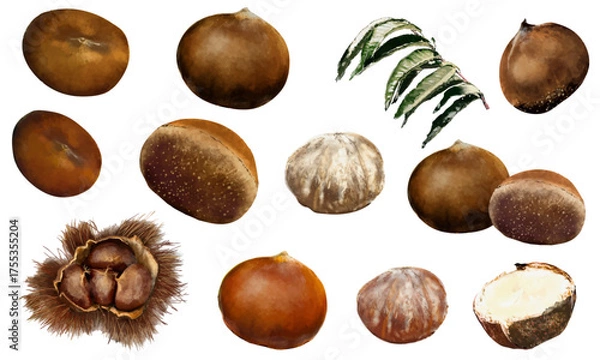 Fototapeta 水彩で描いた栗のイラスト素材セット