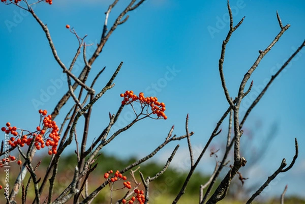 Obraz 渋峠で見つけたナナカマド