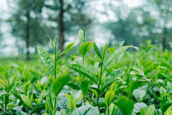 Fototapeta Fresh green tea leaves in plantation, close up, healthy young shoots in sunlight.