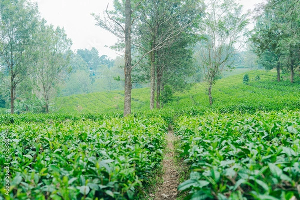 Fototapeta Lush green tea plantation with tall trees in misty hills, symbolizing freshness, nature, and sustainability.