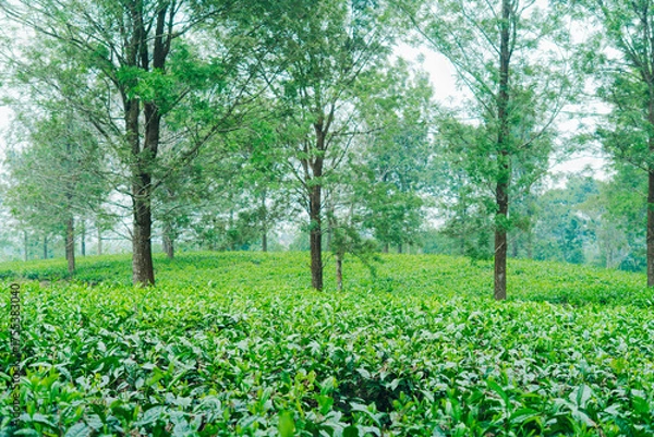 Fototapeta Green tea field annd forest landscape, ideal for travel, agriculture, and eco branding visuals.