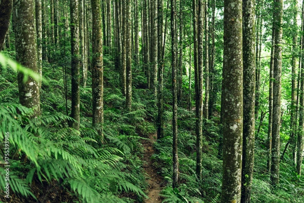 Fototapeta Serene path through tall forest trees, perfect for hiking, meditation, and sustainable living.