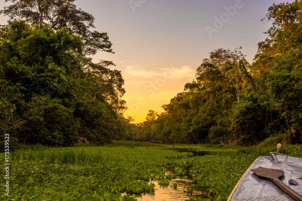 Fototapeta Amazon Jungle