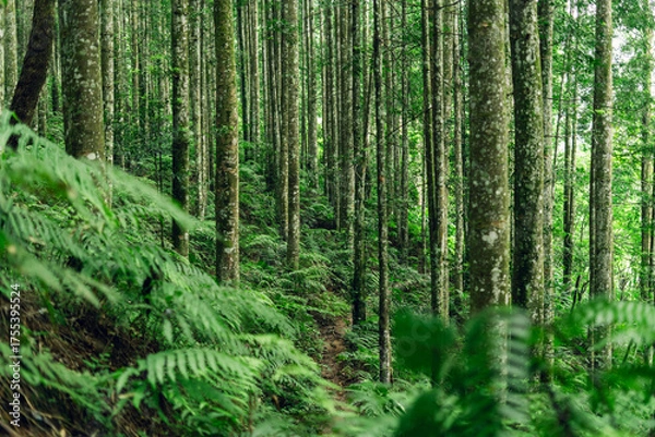 Fototapeta Woodland path leading into the dense forest, perfect for adventure, travel, and nature projects.