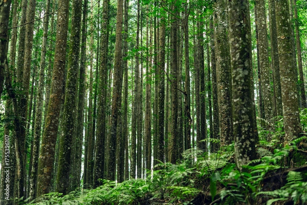 Fototapeta Scenic forest with high trees and moss, great for nature and outdoor projects