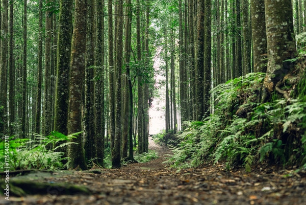 Fototapeta Peaceful wooded path through dense forest, perfect for meditation, calmness, and eco themes.