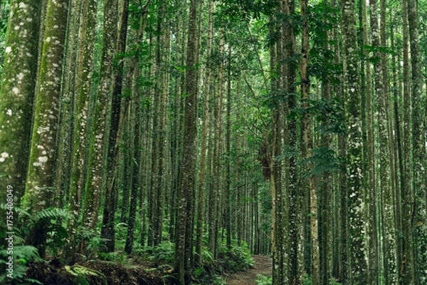 Fototapeta Green forest with tall trees and path, perfect for eco branding, nature, and outdoor lifestyle images.