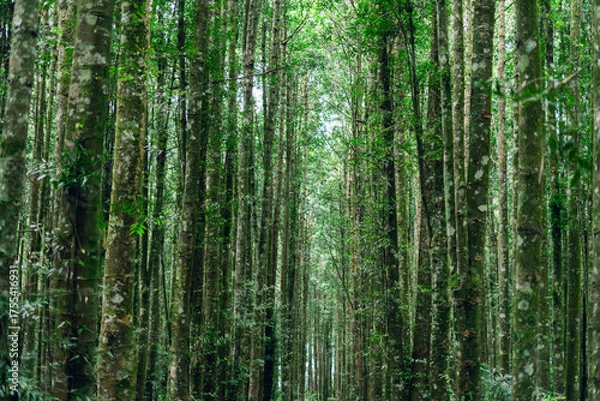 Fototapeta Lush woodland with vertical trunks and sunlight filtering through for eco travel visuals