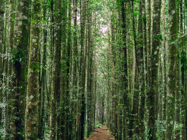 Fototapeta Lush tropical forest with dense vegetation, sunlight beams, and rich textures perfect for eco or travel backgrounds