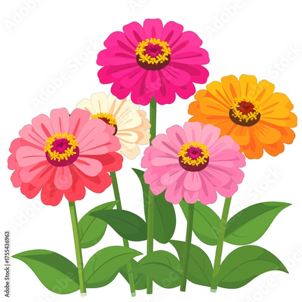 Fototapeta Vibrant Zinnias in Full Bloom Assorted Colors Lush Green Leaves and White Background Botanical Beauty and Floral Delight Garden Freshness