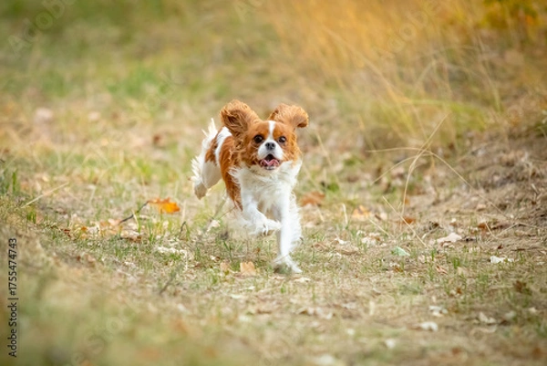 Obraz A Cavalier King Charles Spaniel runs through the grass.