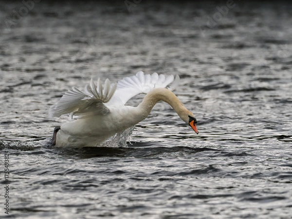 Obraz Ein Höckerschwan beim Start