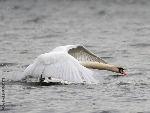 Obraz Ein Höckerschwan beim Start