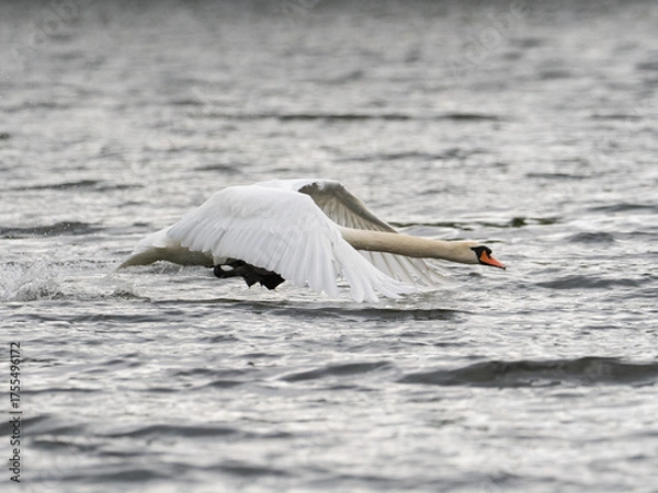 Obraz Ein Höckerschwan beim Start