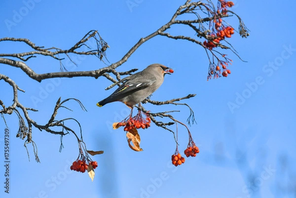 Obraz bird on a branch