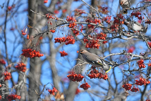 Obraz bird on a branch