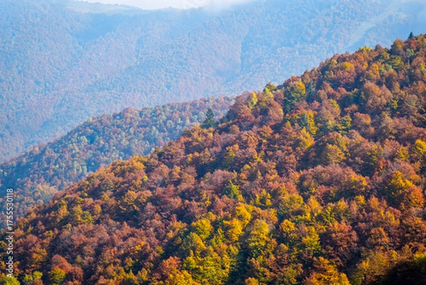Fototapeta Fall foliage of the woods in the Valdilana region (Piedmont, Northern Italy). This area is a famous nature reserve, full of trekking paths.