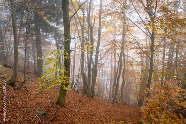 Fototapeta Mountain misty undergrowth in the Valdilana region (Piedmont, Northern Italy). This area is a famous nature reserve, full of trekking paths.
