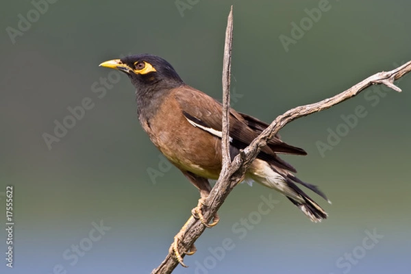 Fototapeta Common Myna