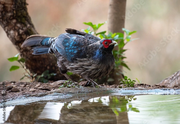 Fototapeta Kalij pheasant bird in its habitat feeding. Close up, selective focus.