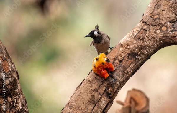 Fototapeta Himalayan bulbul bird perched on a branch with use of selective focus