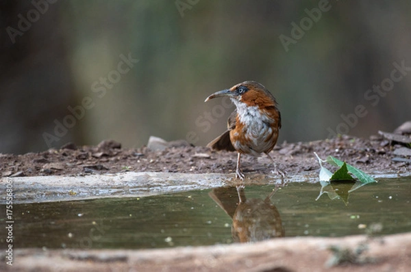 Fototapeta Rusty-cheeked scimitar babbler bird resting in the plumage. Selective focus.