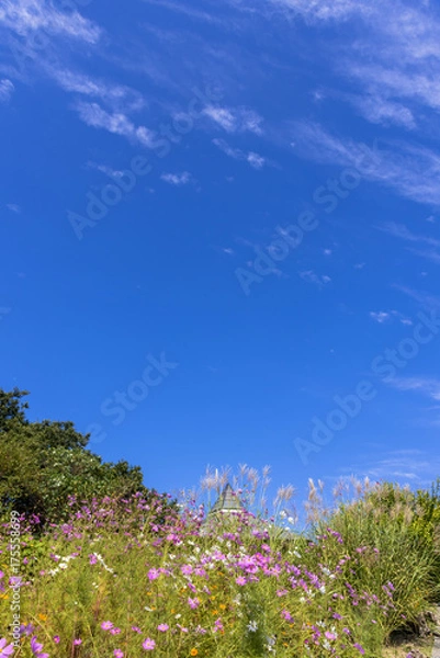Fototapeta 能登半島・コスモスのある風景