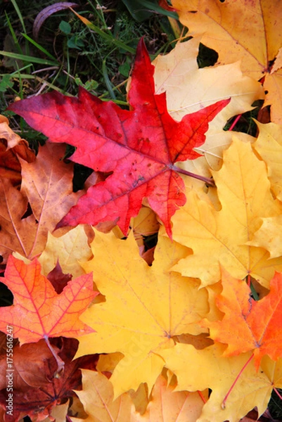 Fototapeta Autumn bright colorful background of yellow autumn maple leaves.Close-up of fallen leaves on the grass in the center of a red maple leaf, natural textured background.Full frame. Autumn background