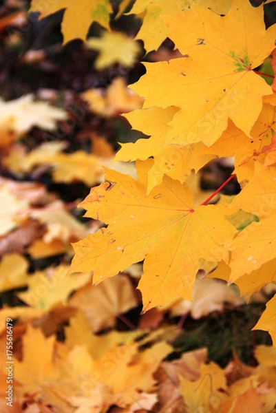Obraz Yellow autumn leaves, maple leaves on a cloudy October day. Autumn natural background, maple leaves in close-up, nature beauty, yellow leaves. Dry leaves. Close-up photo of autumn maple leaves.
