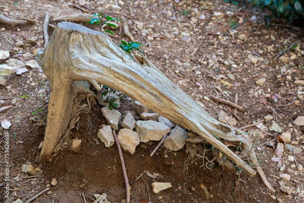 Fototapeta 森の中で見つけた切り株