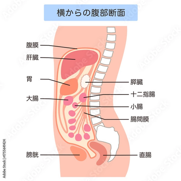 Obraz 健康な腹部の断面
