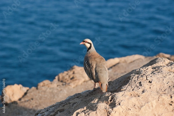 Obraz Rock Partridge