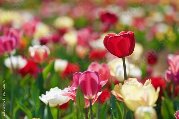 Fototapeta Tulipani
