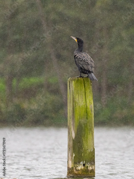 Obraz Kormoran im Regen